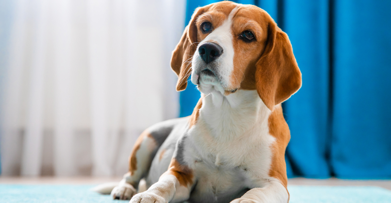A beagle lies on a blue surface indoors, with a blue curtain and white sheer curtain in the background.