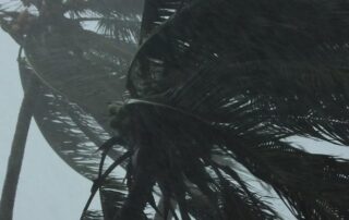 Close-up of palm trees bending in strong wind and heavy rain during a storm.