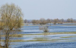 Flooded landscape with partially submerged trees and patches of grass under water, extending into the distance under a clear sky.